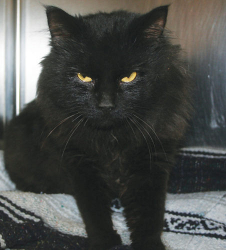 Chauncey is a 1-year-6-month-old male cat.